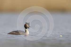 Great Crested Grebe on the Somerset Levels, United Kingdom