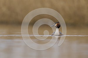 Great Crested Grebe on the Somerset Levels, United Kingdom