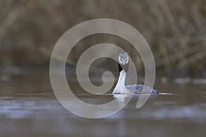 Great Crested Grebe on the Somerset Levels, United Kingdom