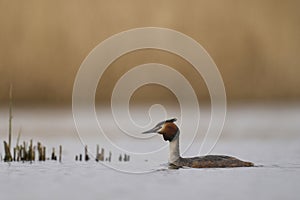 Great Crested Grebe on the Somerset Levels, United Kingdom