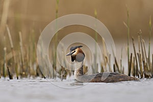 Great Crested Grebe on the Somerset Levels, United Kingdom