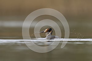 Great Crested Grebe on the Somerset Levels, United Kingdom