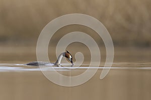 Great Crested Grebe on the Somerset Levels, United Kingdom