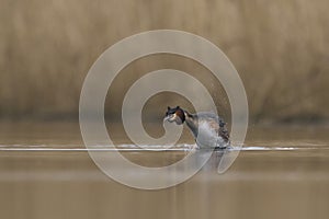 Great Crested Grebe on the Somerset Levels, United Kingdom