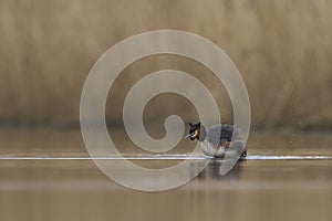 Great Crested Grebe on the Somerset Levels, United Kingdom