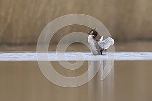 Great Crested Grebe on the Somerset Levels, United Kingdom