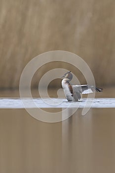 Great Crested Grebe on the Somerset Levels, United Kingdom