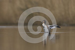 Great Crested Grebe on the Somerset Levels, United Kingdom