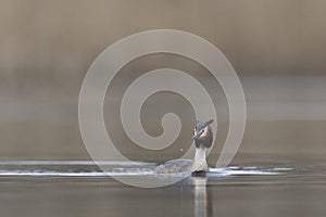 Great Crested Grebe on the Somerset Levels, United Kingdom