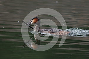 Great crested grebe with stick.
