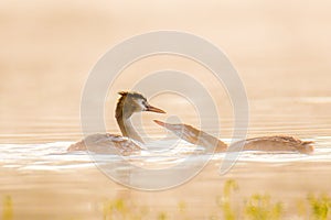 Great Crested Grebe at sunrise