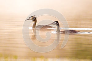 Great Crested Grebe at sunrise adult and young