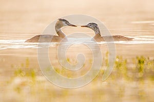 Great Crested Grebe at sunrise adult and young