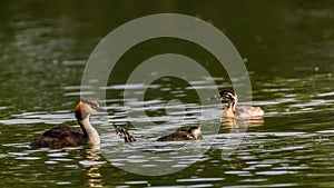 Great crested grebe surrounded by its chicks.