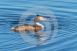 Great Crested Grebe Swimming