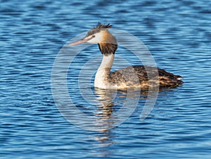 Great Crested Grebe Swimming