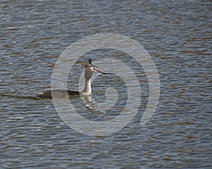 Great Crested Grebe swimming alone