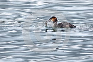 The great crested grebe swimming in blue water