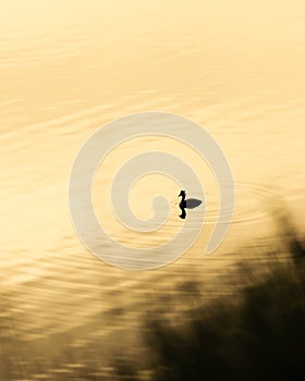 Great crested grebe swimming on a golden like while sunrise, reflecting in the water