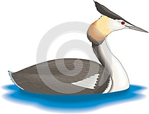 Great Crested Grebe Swimming Illustration