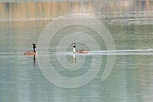 Great Crested Grebe swimming in the lake