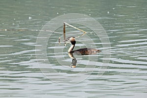 Great Crested Grebe swimming in the lake