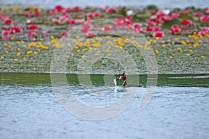 Great Crested Grebe swimming in the lake