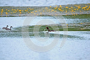 Great Crested Grebe swimming in the lake