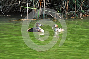 Great Crested Grebe swimming in the lake