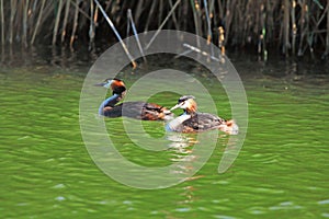 Great Crested Grebe swimming in the lake