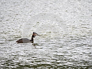 A great crested grebe swimming on a lake