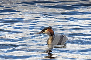 Great crested grebe, swimming at lake Alexandrina in New Zealand.