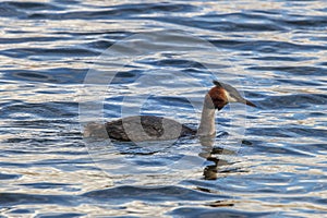 Great crested grebe, swimming at lake Alexandrina in New Zealand.