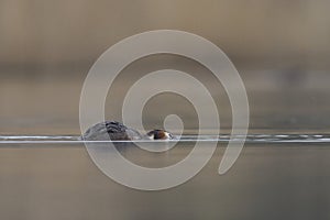 Great Crested Grebe swimming low on the Somerset Levels, United Kingdom