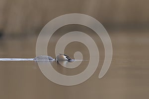 Great Crested Grebe swimming low on the Somerset Levels, United Kingdom
