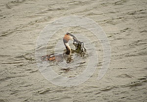 Great Crested Grebe taking food to it`s nesting partner