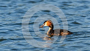 Great Crested Grebe on the water.