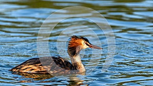 Great Crested Grebe on the water.