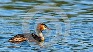 Great Crested Grebe on the water.