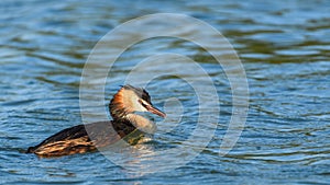 Great Crested Grebe on the water.