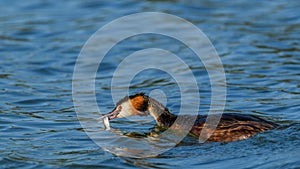 Great Crested Grebe on the water.
