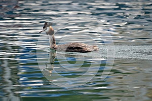 The Great Crested Grebe on water