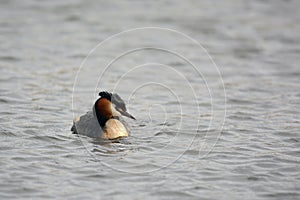 Great Crested Grebe in water