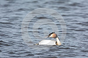 Great Crested Grebe in water