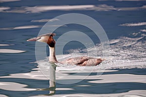 The Great Crested Grebe on water