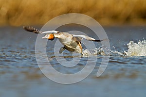 Great Crested Grebe, waterbird (Podiceps cristatus