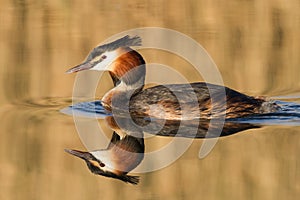 Great Crested Grebe, waterbird (Podiceps cristatus photo