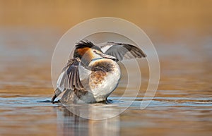 Great Crested Grebe, waterbird (Podiceps cristatus