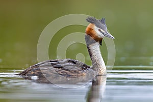 Great Crested Grebe waterfowl