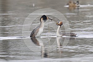 Great Crested Grebe weed dance on the Somerset Levels, United Kingdom